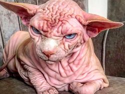 Kenalan dengan Selebgram Xherdan Si Kucing Bugil