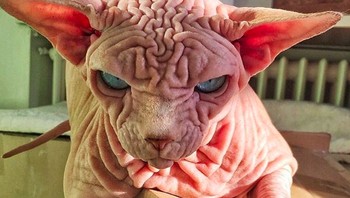 Menurut situs pribadinya, Xherdan punya mimpi menjadi bagian dari Marvel Universe dan menjadi pahlawan yang menghipnotis orang dengan matanya. Foto: Instagram @xherdanthenakedcat