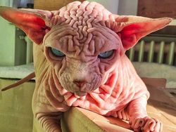 Kenalan dengan Selebgram Xherdan Si Kucing Bugil