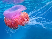 Mengenali Bahaya Sengatan Ubur-ubur Kotak dan Api