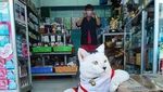 Gemas! Twitter Ini Isinya Foto Kucing Nongkrong di Supermarket