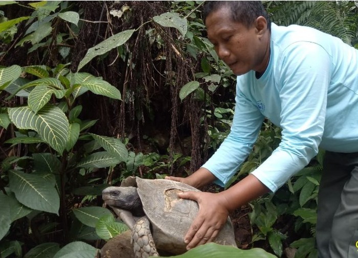 BKSDA Agam terima kura-kura kaki gajah dari warga