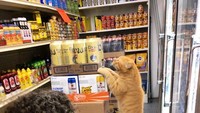 Sibuk memanjat kardus untuk mendapatkan kaleng bir, pemilik supermarket ini hanya tertawa melihat kelakuan kucing oren yang satu ini. Foto: Twitter @Bodegacats_
