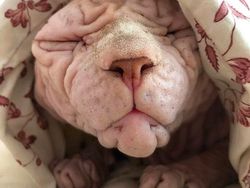 Kenalan dengan Selebgram Xherdan Si Kucing Bugil