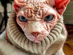 Kenalan dengan Selebgram Xherdan Si Kucing Bugil