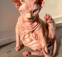 kucing bugil
