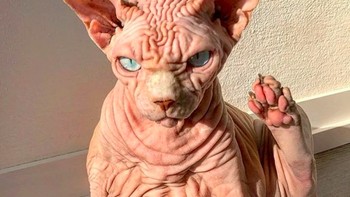 Jenis kucing tidak berbulu seperti Xherdan ada sebutannya, yaitu sphynx. Ada yang mulus, ada juga yang berlipat-lipat seperti Xherdan. Foto: Instagram @xherdanthenakedcat