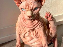 Kenalan dengan Selebgram Xherdan Si Kucing Bugil