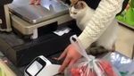 Gemas! Twitter Ini Isinya Foto Kucing Nongkrong di Supermarket