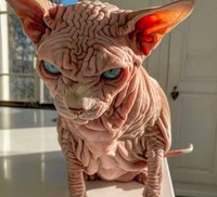 kucing bugil