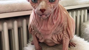 Di website ini para penggemar tak hanya bisa melihat foto-foto Xherdan, tetapi juga info tentang kehidupannya, bahkan menghubungi Xherdan secara langsung yang tentu saja diwakili oleh pemiliknya. Foto: Instagram @xherdanthenakedcat