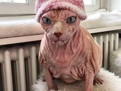 Kenalan dengan Selebgram Xherdan Si Kucing Bugil