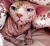 kucing bugil