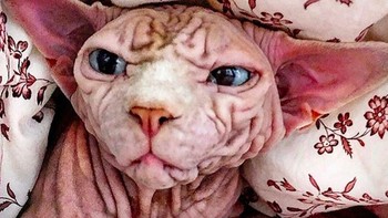 Xherdan mungkin bukan kucing lucu dan wajahnya terlihat jahat, tetapi dia tetap mencuri perhatian. Foto: Instagram @xherdanthenakedcat