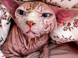 Kenalan dengan Selebgram Xherdan Si Kucing Bugil