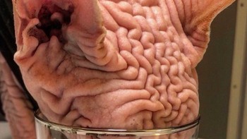 Para penggemar, rela membelanjakan uang mereka untuk memberikan kado untuk Xherdy, demikian sebutan para fans untuknya. Foto: Instagram @xherdanthenakedcat