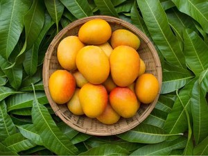 Bukan Durian, Masyarakat India Anggap Mangga Sebagai Raja Buah