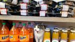 Gemas! Twitter Ini Isinya Foto Kucing Nongkrong di Supermarket