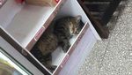 Gemas! Twitter Ini Isinya Foto Kucing Nongkrong di Supermarket
