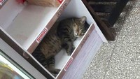 Mumpung rak roti di supermarket sedang kosong, kucing ini langsung tidur siang dengan lelap. Foto: Twitter @Bodegacats_