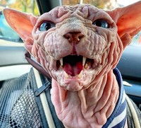 kucing bugil