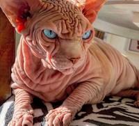 kucing bugil