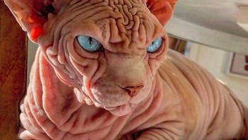 Cita-cita ini mungkin cocok untuk Xherdan yang punya mata tajam saat menatap sesuatu. Mungkin saja dia ditakdirkan mengalahkan Thanos. Foto: Instagram @xherdanthenakedcat