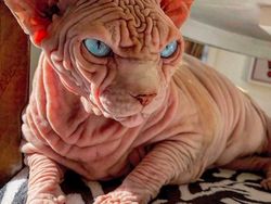 Kenalan dengan Selebgram Xherdan Si Kucing Bugil