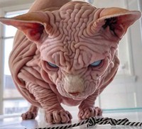 kucing bugil