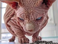 Kenalan dengan Selebgram Xherdan Si Kucing Bugil