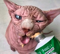 kucing bugil