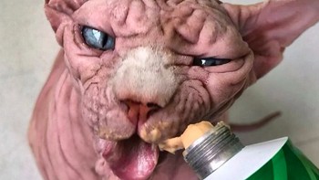 Bahkan banyak pula yang mentraktir Xherdy minum kopi dan makanan kucing. Foto: Instagram @xherdanthenakedcat