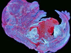 Deretan Jawara Foto Mikroskop yang Mencengangkan Mata