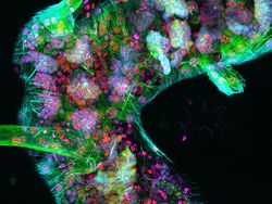 Deretan Jawara Foto Mikroskop yang Mencengangkan Mata