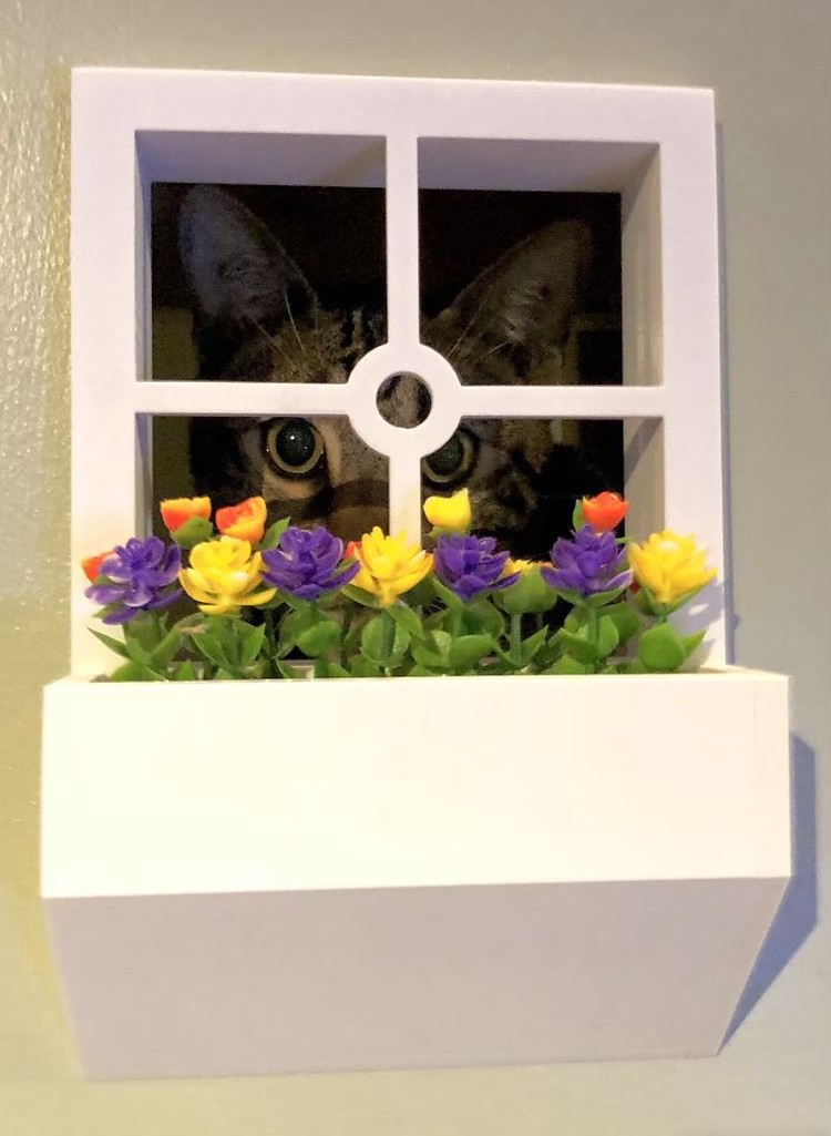 rumah kucing