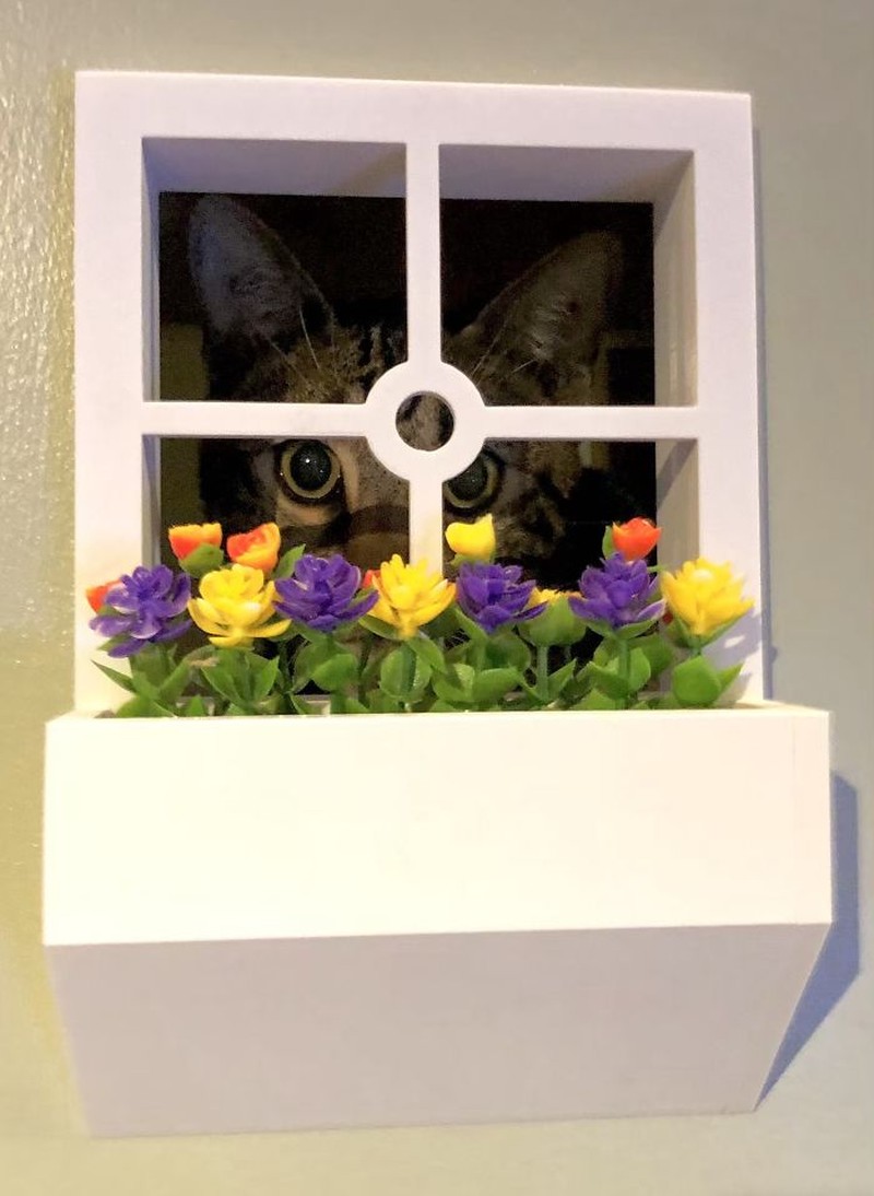 rumah kucing