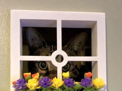 Sayang Kucing, Sang Majikan Buatkan Rumah Keren