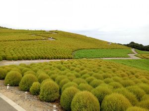 Kebun Bunga Ini di Mana ya?