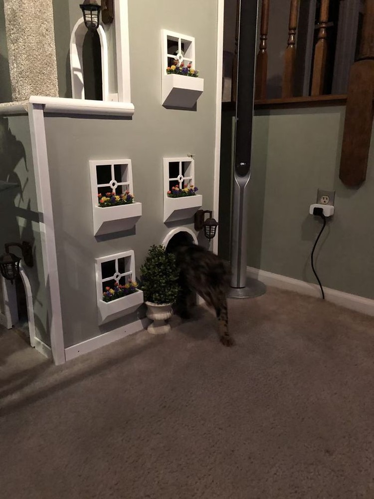 rumah kucing rumah kucing