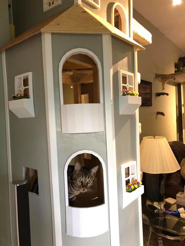 rumah kucing