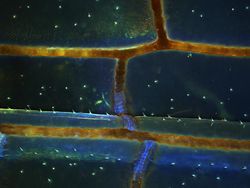 Deretan Jawara Foto Mikroskop yang Mencengangkan Mata