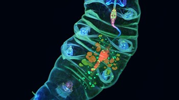 Pemenang region Amerika diraih  Tagide deCarvalho (AS). Gambar fluoresensi yang indah menunjukkan bagian dalam tardigrade dengan detail warna-warni. Foto: Olympus Image of the Year 2019