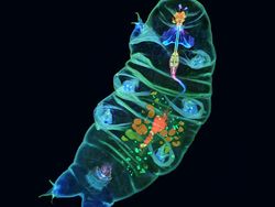 Deretan Jawara Foto Mikroskop yang Mencengangkan Mata