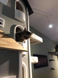 rumah kucing