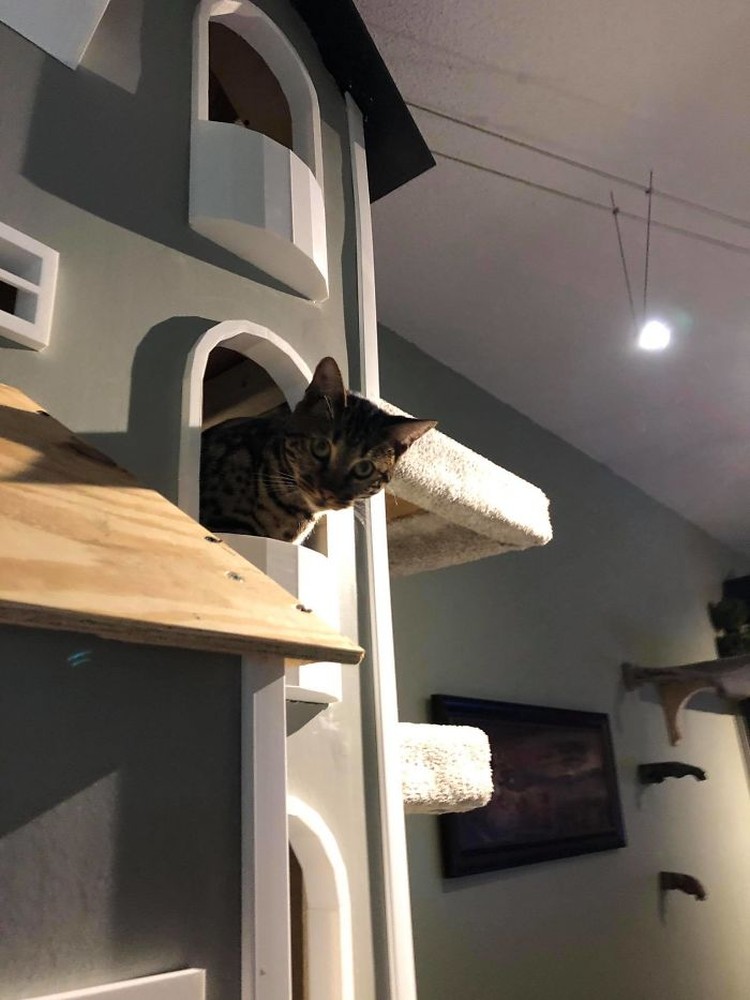 rumah kucing