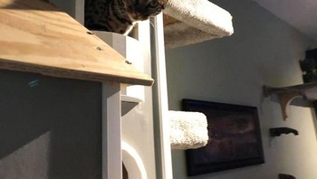 Savannah telah mengambil alih kedua menara tersebut dan tidak membiarkan Zach ikut menggunakannya. Foto: via Bored Panda 