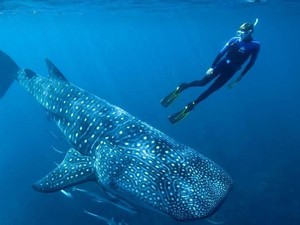 Teka-teki Umur Ikan Terbesar Dunia Terungkap Lewat Tes Bom Atom