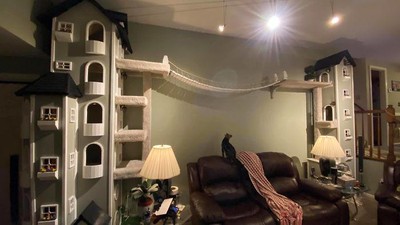 Sayang Kucing, Sang Majikan Buatkan Rumah Keren