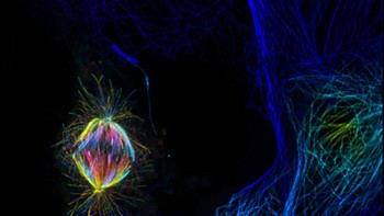 Honorable Mentions - karya Daniela Melide (AS) menampilam gambar kedalaman 3D: rekonstruksi kode warna dari gambar confocal tubulin (mikrotubuli) dalam mitosis sel COS7 monyet. Foto: Olympus Image of the Year 2019