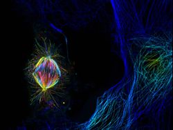 Deretan Jawara Foto Mikroskop yang Mencengangkan Mata